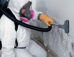 Best Mold Damage Restoration  in St Joseph, IL